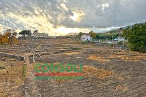 Vigneto con quote viti (Nerello Mascalese)