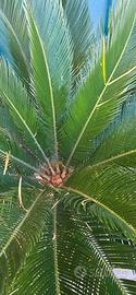 cicas cycas