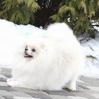 Volpino pomerania Toy spit PEDIGREE maschio 2 anni