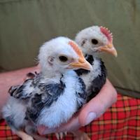 Pulcinotti galline mugellesi