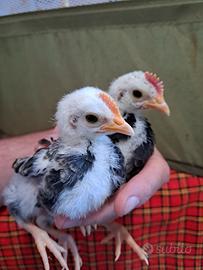 Pulcinotti galline mugellesi