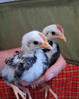 Pulcinotti galline mugellesi