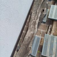 tavole in legno Ulivo secolare 