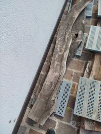 tavole in legno Ulivo secolare 