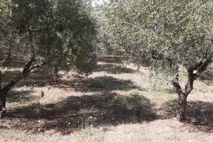 Terreno a Lucito (CB)