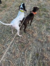 Cane da caccia cinghiale