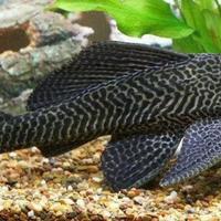 PLECO hypostomus plecostomus gold e ancestrale