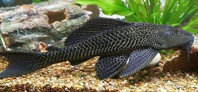 PLECO hypostomus plecostomus gold e ancestrale