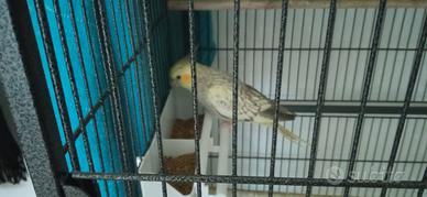 Calopsita e cocorita