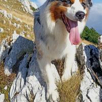 Monta Pastore australiano blue merle