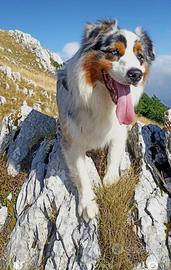 Monta Pastore australiano blue merle