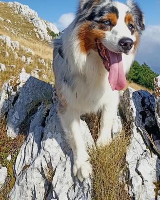 Monta Pastore australiano blue merle