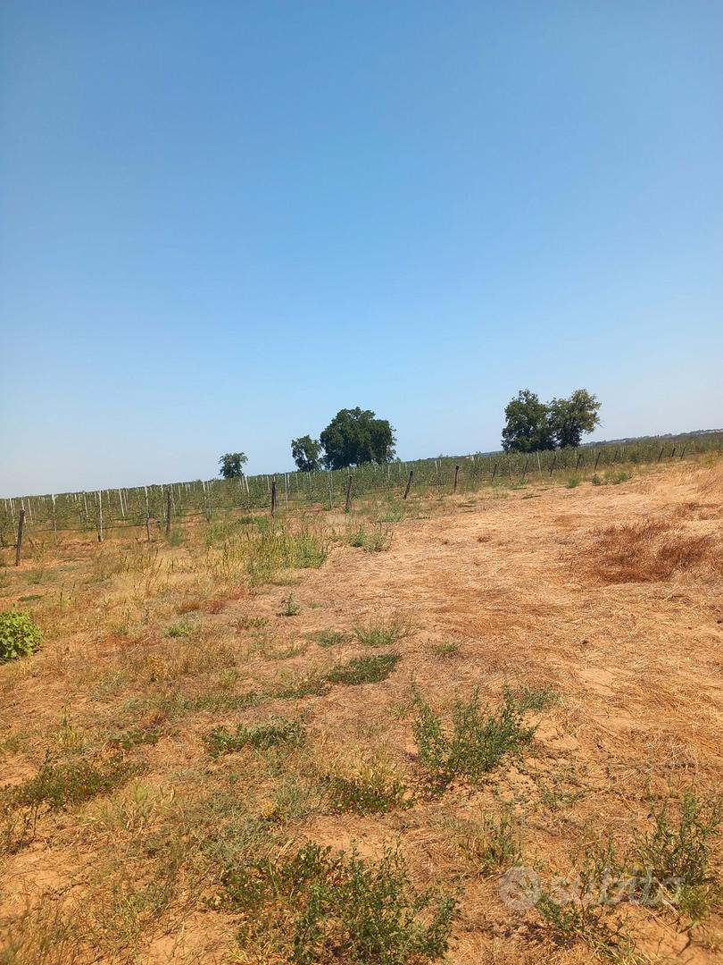 Oliveto con casetta - Vista 3