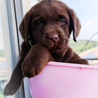 Cucciola Labrador chocolate