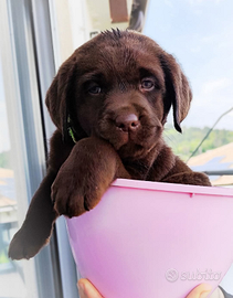 Cucciola Labrador chocolate