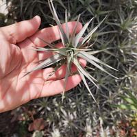 Tillandsia pianta dell'aria una 3€ o cinque 10€