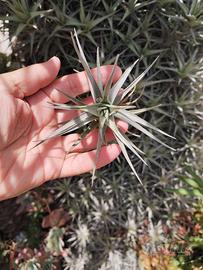 Tillandsia pianta dell'aria una 3€ o cinque 10€
