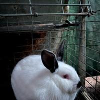 Cuccioli californiani