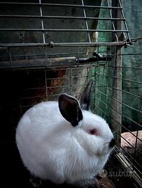 Cuccioli californiani