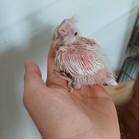 Calopsite pullo albina femmina