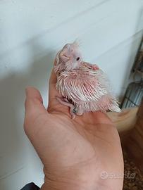 Calopsite pullo albina femmina