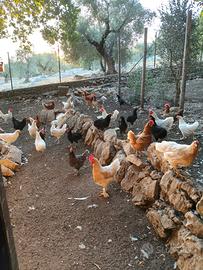 Galline