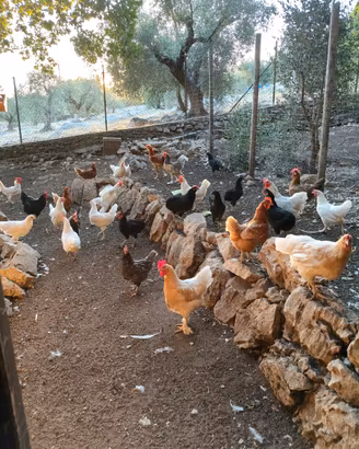 Galline