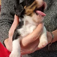 Cuccioli Cavalier King Charles Spaniel