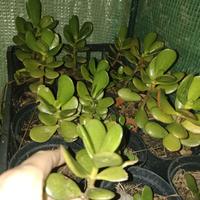 Crassula/Albero di Giada 