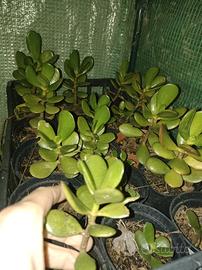 Crassula/Albero di Giada 