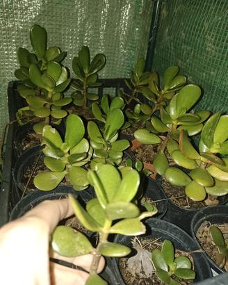 Crassula/Albero di Giada 