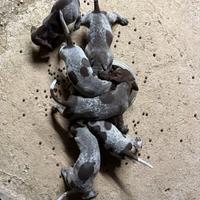 Cuccioli di Bracco tedesco a pelo corto kurzhaar