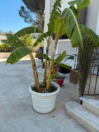 Alberi di banane