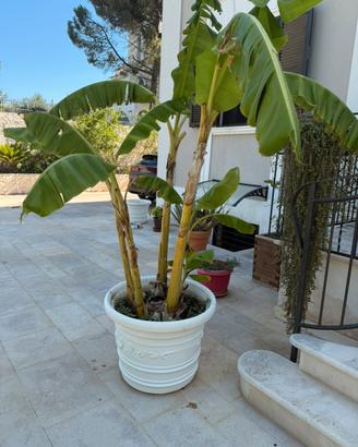 Alberi di banane