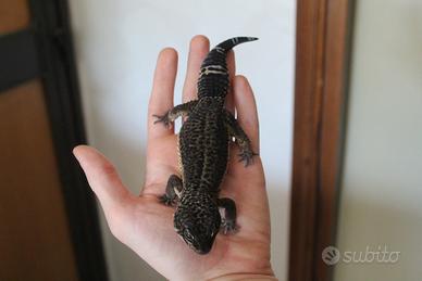 Geco leopardino