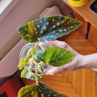 begonia maculata