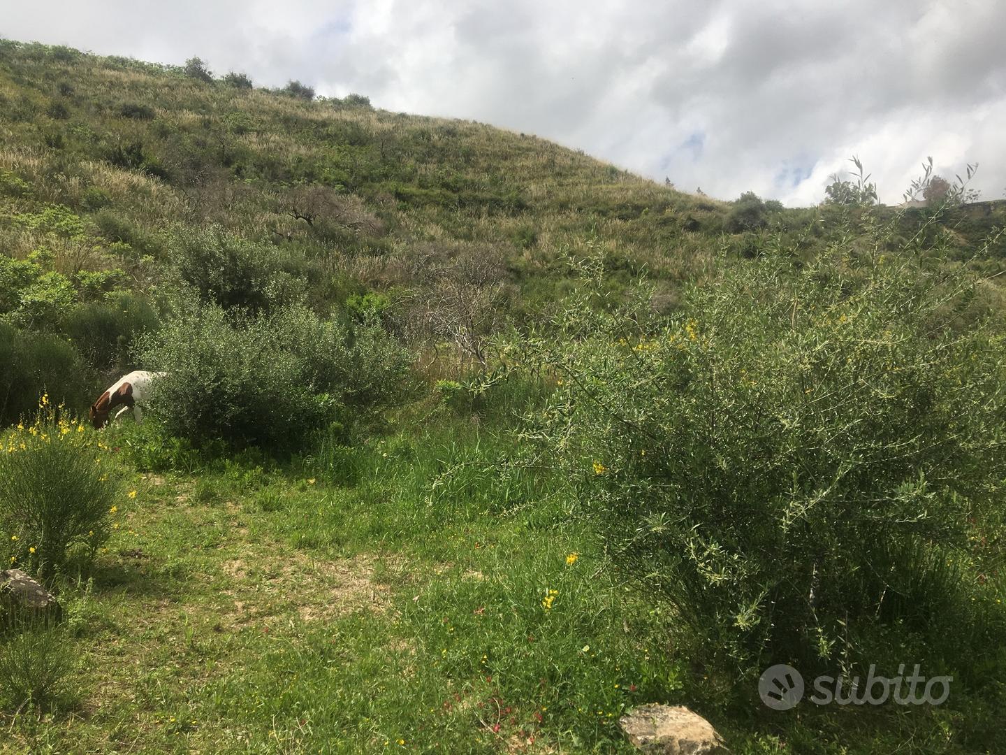 Terreno agricolo con vista a Lascari - Vista 4