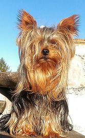 Jorkshire toy maschio disponibile accoppiamento 