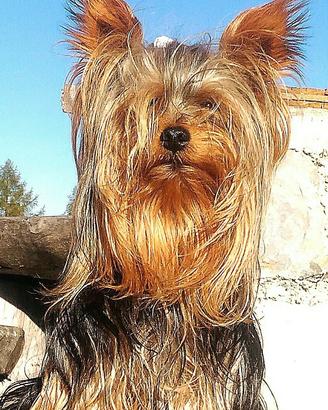 Jorkshire toy maschio disponibile accoppiamento 