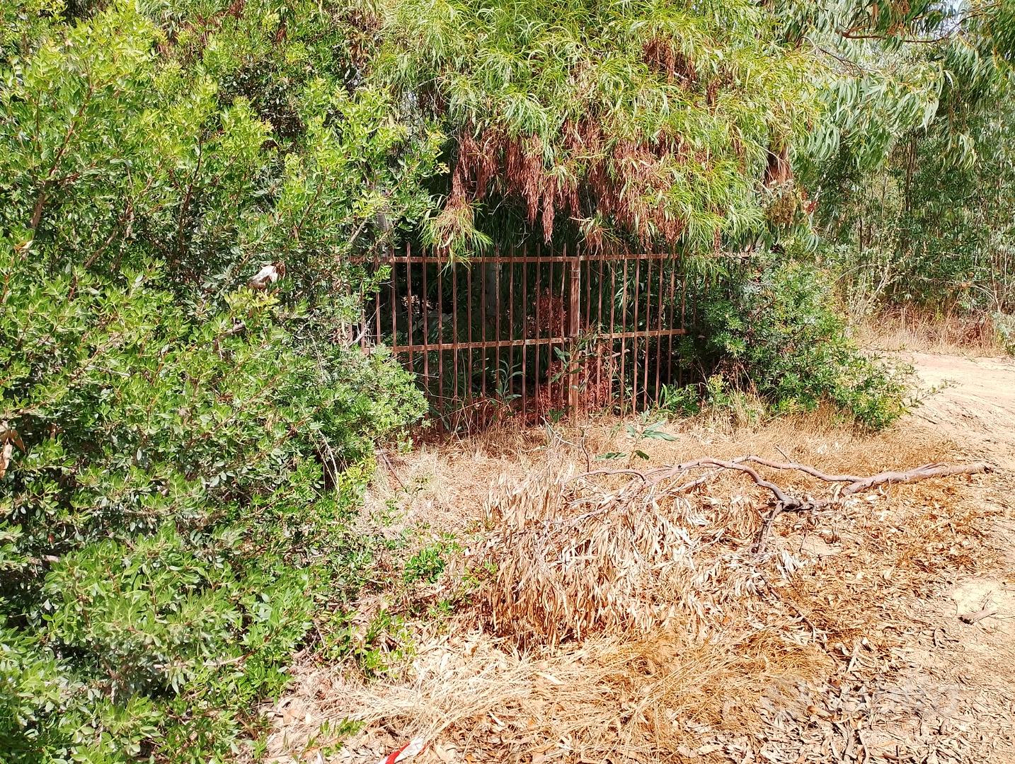 Terreno agricolo alberato vicino al mare - Vista 5