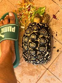 Tartaruga di terra pardalis