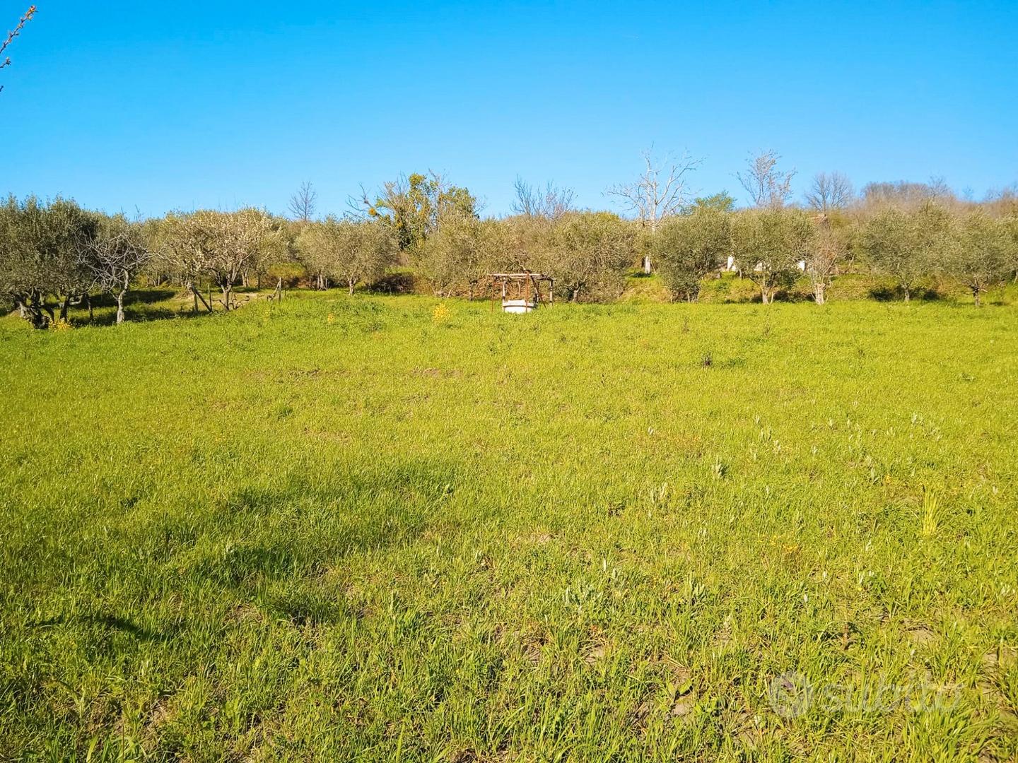 Terreno con piante di olivi - Vista 4