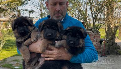 Cuccioli pronta consegna pastore tedesco