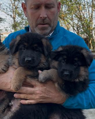 Cuccioli pronta consegna pastore tedesco