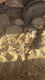 Vendita cuccioli Suricata