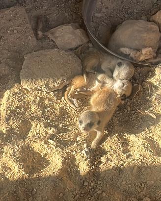 Vendita cuccioli Suricata