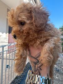 Barboncino mini toy femminuccia