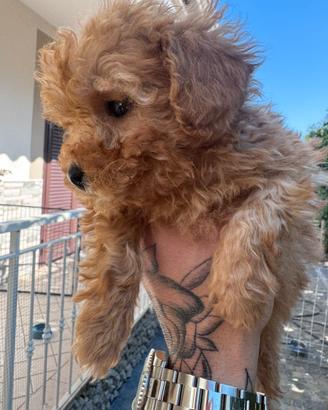 Barboncino mini toy femminuccia