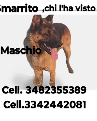 Cane smarrito