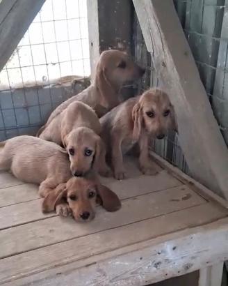 Cuccioli Segugio